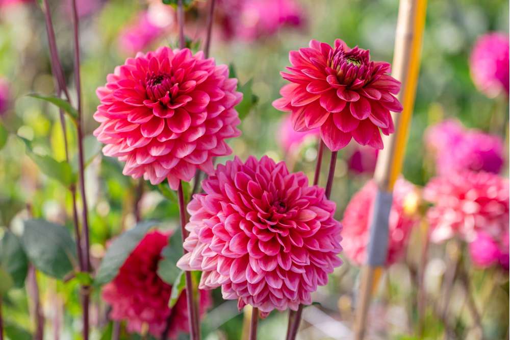 Dahlia 'Salmon Runner'